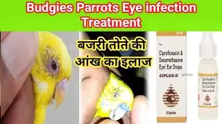 Australian Budgies Parrot Eye Infection Treatment/बजरी तोतो की आंख का इलाज ऐसे करे