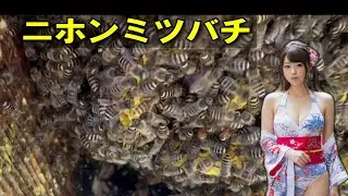 Japanese honeybee internal inspection