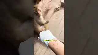 Обезьяна начала лечить человека
