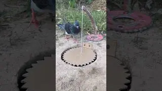 Unique Bird Trap In Jungle #youtubeshorts
