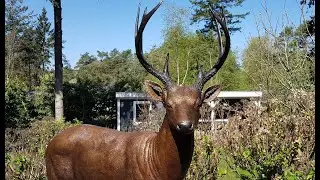 Herten beelden - beeld hert in brons | Bronzen Beelden Winkel
