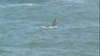 Whale Watching at Bodega Head, Part 2 of 2