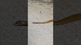 Inseguo un cobra del Capo