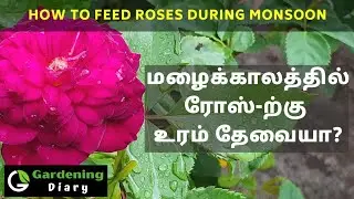 Tips to fertilize Roses during Monsoon  season. மழைக்காலத்தில் ரோஸ் செடிக்கு உரம் போடுவது எப்படி?