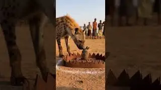 Will the hyena dodge the trap and get the prize of survival #wildlife #nature #animal