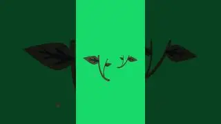 green screen blooming flowers #greenscreen #flowers #pinkroses #effects