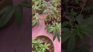 Low stress training with bamboo skewers! #grow #cannabiseducation #plants #growyourown #garden #wow