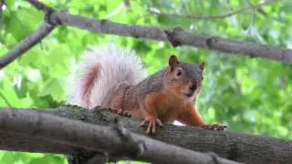 Fox Squirrel Barking