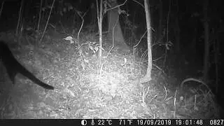 Unknown Civet (Binturong?)