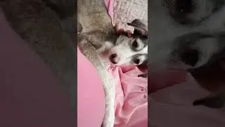 street dog reaction on this sound #reaction #shorts