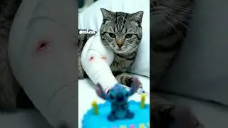 #cat #kitten #catlovercommunity #catrescue #animalcare #catcare