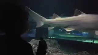 Meadow meets the sharks