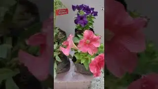 Winter garden shopping in november#shorts #winterfloweringplant #marigold #petunia #gazania #coleus