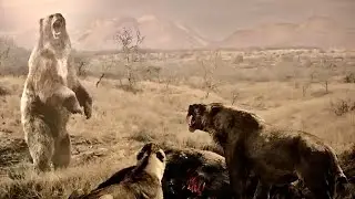 Evolution of Bears From Prehistoric Times   Full Documentary