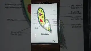 Diagram of Paramecium