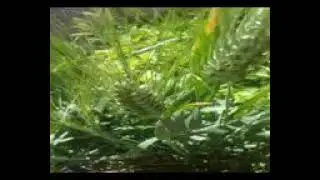 عادل خضور -ولو شو خوان 🌹