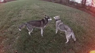 Ein Typischer Husky Tag