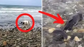 Dog Saves Stranded Baby Dolphin On Beach