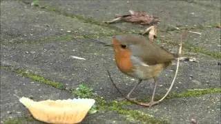 Roodborst in de tuin, voorjaar