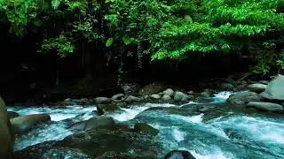 Dark Jungle River Flow &ndash; Deep Sleep Nature Sound with Rushing Water Sound