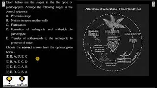 Given below are the stages in the life cycle of pteridophytes. Arrange the following stages in the