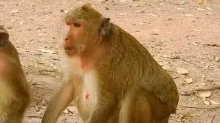 Update monkey Maria health condition after she hurt abdomen two days but not yet give birth