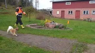Luonnetesti 13.10.2019 tiibetinspanieli Mörkö +151p. +++