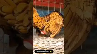 The egg laying moment of a SEBRIGHT breed hen /chicken laying moment #sebright #sebrightchicken