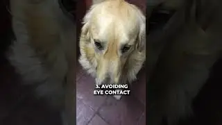 5 Warning Signs A Dog Is About To Bite You 🤯🐶 #shorts #dogshorts #dogowners