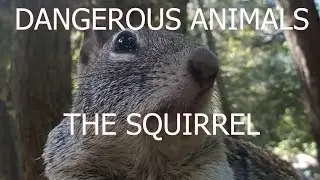 Dangerous Animals The Tree Squirrel