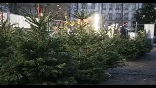 Comment donner une seconde vie &agrave; son sapin de No&euml;l