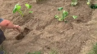 Quick rundown since taking on the allotment