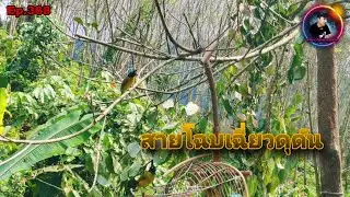 เสียงนกปรอดเหลืองหัวจุกEp.368 ขึ้นเขาทางใหม่เจอเจ้าถิ่นดุสับลมจนต้องปรับเพนียด(Black-crested Bulbul)