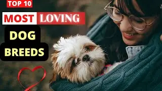 TOP 10 Most Affectionate Dog Breeds