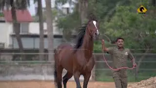 MARWARI HORSE II STALLION SURYADEV II AHMEDABAD II DS STUD FARM    MANN HORSE PHOTOGRAPHY