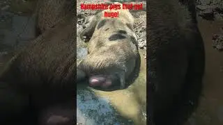 what a 650 pound Hampshire hog looks like