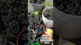 preserving the harvest. Grapes to Grape juice.  #harvest #canning #preserving #gardening
