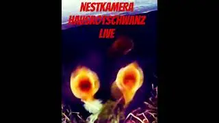 Nestkamera Hausrotschwanz #vogel #vogelnest
