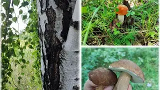 🐝ГРИБНАЯ ОХОТА В БРЯНСКОЙ ОБЛАСТИ ИЮЛЬ 2022 г. 🌻🌾🌼🐇🦗🐞🐛🐝🐝🌿🦋