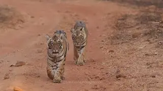 Rare Sighting of Tiger cubs at Tadoba...@choti tara's cub