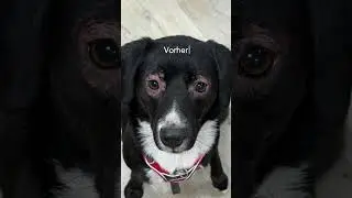 2 neue Spezialfutter f&uuml;r Hunde. Sichtbar besseres Wohlbefinden! 🐾