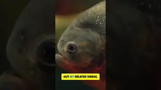 Which Bottom Feeder's are Great for your Freshwater Aquarium?