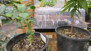 Eugenia's: Pitomba, Pitangatuba, and Rainforest Plum