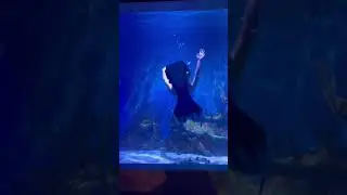 Become a Mermaid at Mertailor in Lecanto Florida. #merman #mermaid #merpeople #mertailor #underwater