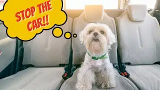 How To Solve Dog Car Anxiety