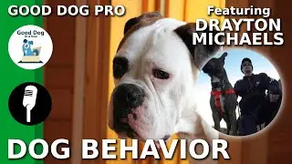 [DOG BEHAVIOR]: Understanding How Behavior Works w/ Drayton Michaels | Good Dog Pro Ep #2 (2019)
