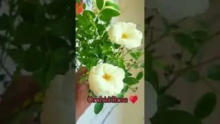 Orchid Rose &hearts;️ Sale video