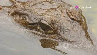 Top 5 Most Dangerous Predators in the Wild!￼Laaziz Fouad