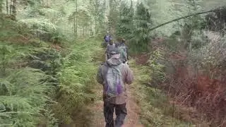 Fly on the Walk