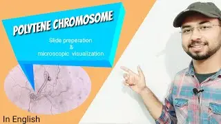 Polytene chromosomes microscope visualization & slide preperation in English | drosophila chromosome